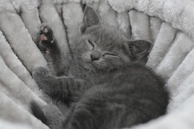 Co promyslet před pořízením Britky